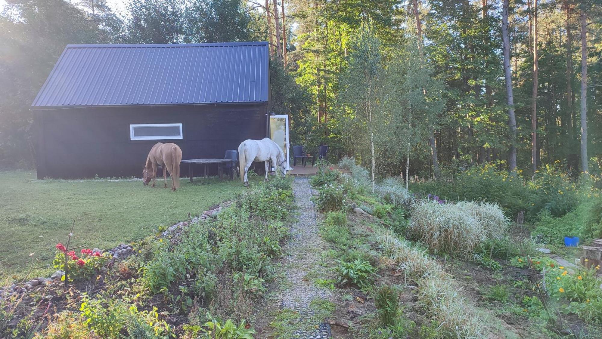 Modern Sauna Cabin In Horse Ranch Liyeplauke Exterior photo